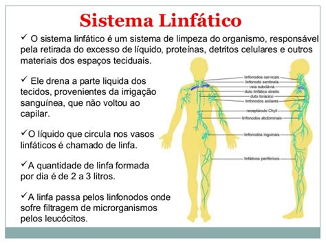 sistema linfatico-4